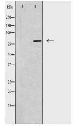 USP44 Antibody