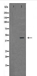 RAD9A Antibody