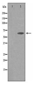 THAP4 Antibody