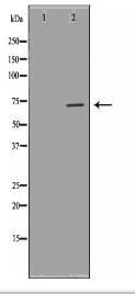 NUAK2 Antibody