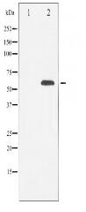 RUNX2 Antibody