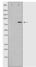 p97 MAPK Antibody