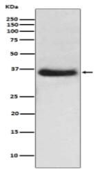 IKB alpha Antibody