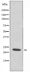 RPS7 Antibody