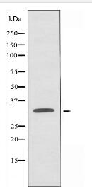 OR13D1 Antibody