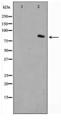 FAP-1 Antibody