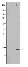 REG3G Antibody