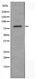 LGR4 Antibody