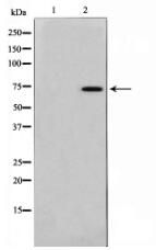 TAF6L Antibody