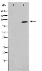 EPN1 Antibody