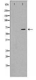 NFE2L2 Antibody