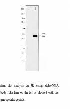 alpha-SMA antibody