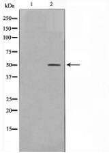 AKT1/3 Antibody