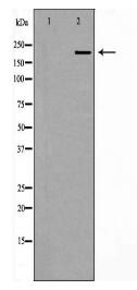 PCM1 Antibody