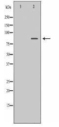 HSP90AB1 Antibody