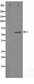 WEE2 Antibody