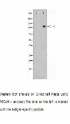 PECAM-1 Antibody