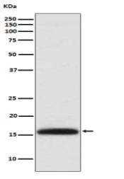 Methyl-Histone H3 (di K4) Antibody