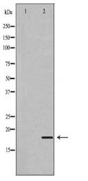 UBD Antibody