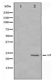 ARC Antibody