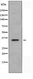 OR8J1 Antibody