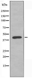 NR2F6 Antibody