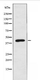 RIMKA Antibody