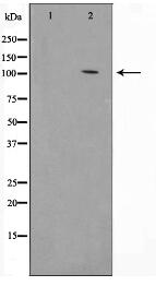 HSP105 Antibody