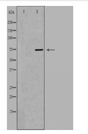 NFE2L3 Antibody