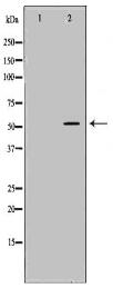 TPH1 Antibody