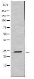 KLRK1 Antibody