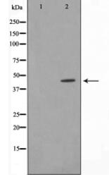 IkappaB-epsilon Antibody