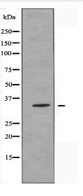 OR13C3 Antibody