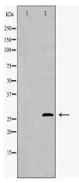 PSMA6 Antibody