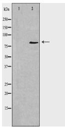 K6PP Antibody