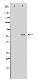 PDZK1 Antibody
