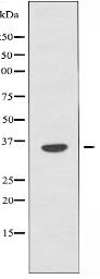 OR2D3 Antibody