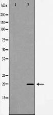 PDGFA Antibody