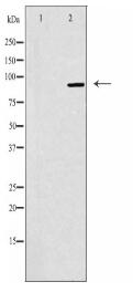 NOC3L Antibody