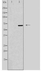 IQCB1 Antibody