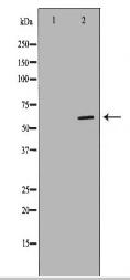 PLAT Antibody