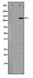 NOS3 Antibody