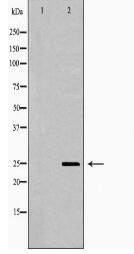 PRDX6 Antibody