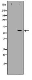 KPNA1 Antibody