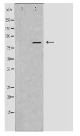 IFI16 Antibody
