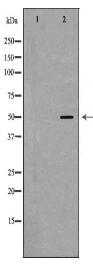 PBOV1 Antibody