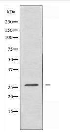 NRL Antibody