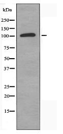 TOP3A Antibody