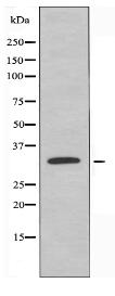 TRA-2α Antibody