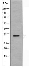 OR6C3 Antibody